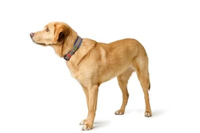 Hondenhalsband Hunter