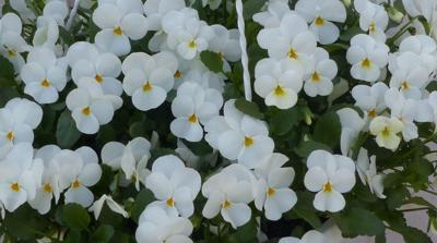 Bosviolen Violen wit hangplant Viola Warentuin Natuurlijk - Warentuin natuurlijk