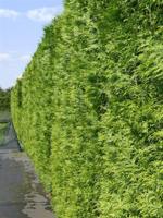 Reuze levensboom haag - thumbnail