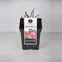 Trosroos (rosa "Bonica"®) - C5 - 1 stuks - thumbnail
