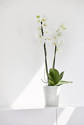 Ecopots Morinda Puurwit Ø14,2 x H16 cm