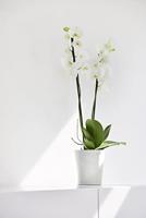 Ecopots Morinda Puurwit Ø14,2 x H16 cm - thumbnail