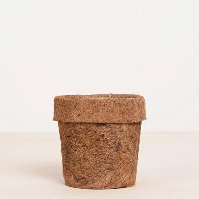 Marbella - Kokodama - P6