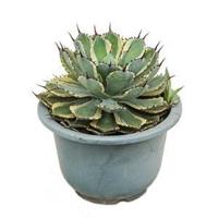 Agave potatorum kamerplant - thumbnail