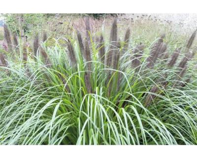 Pennisetum alop. Black Beauty vaste plant Griffioen - Griffioen