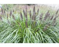 Pennisetum alop. Black Beauty vaste plant Griffioen - Griffioen - thumbnail