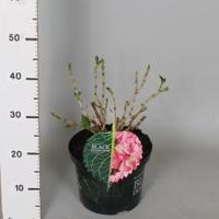 Hydrangea Macrophylla "Black Diamond® Baroque Angel Pink"® boerenhortensia - 30-40 cm - 1 stuks - thumbnail