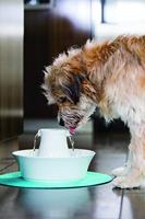 Avalon Petsafe drinkfontein met adapter wit - thumbnail