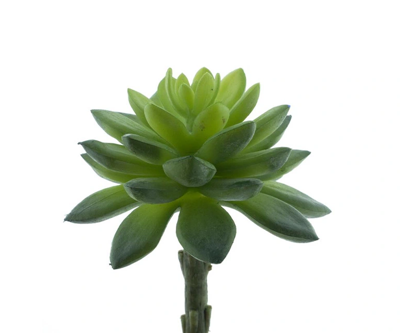 Echeveria pick lt green 13 cm kunstbloem Erutan Avon - Erutan avon Echeveria pick lt green 13 cm kunstbloem Erutan Avon - Erutan avon