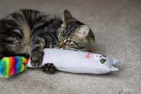 Rosewood moody moggy regenboog kicker - thumbnail