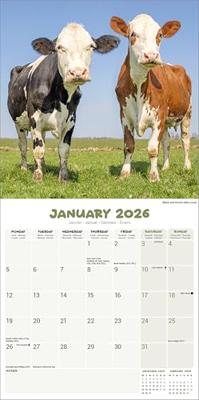 Cows Calendar 2026 Square Farm Animal Wall Calendar - 16 Month