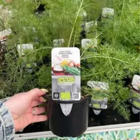 Puur Biologische Roodbladige Venkel - thumbnail