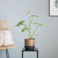 Syngonium Mottled Mojito - P12 - thumbnail