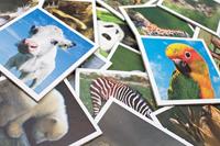 Tactic babydieren memo - thumbnail