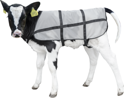 Bodyguard Zomer dekje Kalf