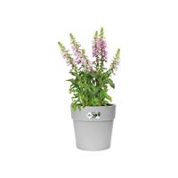 Elho Vibia Campana straight bloempot rond 47 cm living concrete - thumbnail