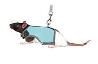 TRIXIE SOFTTUIG MET RIEM VOOR RATTEN ASSORTI 12-18X120 CM - thumbnail