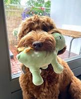 Fuzzyard stannis de stegosaurus pluche - thumbnail