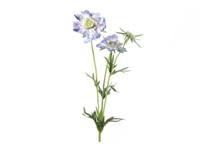 Kunstbloem Scabiosa 8x8x74 cm blauw Countryfield - Countryfield - thumbnail