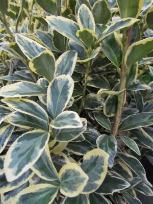 Japanse Kardinaalshoed