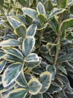 Japanse Kardinaalshoed - thumbnail