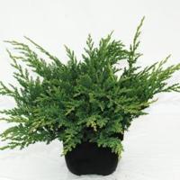 Kruipende jeneverbes (Juniperus horizontalis "Prince of Wales") conifeer - thumbnail