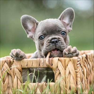 Honden Kalender 2026