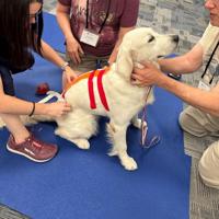 VetkinTape® Kinesiologie Tape voor dieren - Rood (10cm x 5m) | 1 rol Kinesiotape voor paarden en honden | TÜV-gecertificeerd | Kinesiotapes met +25% meer kleefkracht | Voor professionals - thumbnail