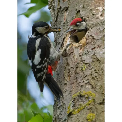 Alexsar Art Tuinschilderij spechten 70x50cm