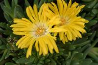 IJsbloem - thumbnail