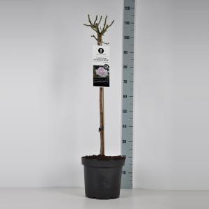 Grootbloemige roos op stam (rosa "A Whiter Shade of Pale"®) - Op stam 70 cm - 1 stuks