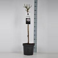 Grootbloemige roos op stam (rosa "A Whiter Shade of Pale"®) - Op stam 70 cm - 1 stuks - thumbnail