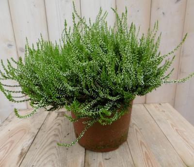2 stuks! Heide Calluna wit GROOT Warentuin Natuurlijk - Warentuin natuurlijk