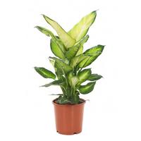 Dieffenbachia summer style - P 17 cm - thumbnail