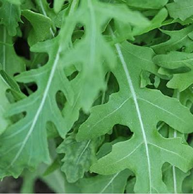 Rucola (fijn) zaden - Pronto