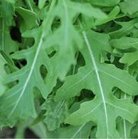 Rucola zaden raketkruid Pronto - thumbnail