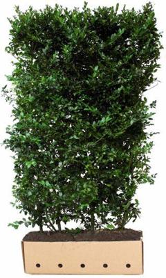 Ilex meserveae Blue Maid Heg haag H150 x 100cm breed QuickHedge - Quickhedge