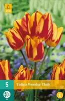Tulp wonder club 7 bollen - thumbnail