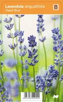 V.I.P.S. Lavandula angustifolia ''Dwarf Blue'' - lavendel p9 - thumbnail