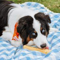 Dura chew souper bot peanutbutter Nylabone - Nylabone - thumbnail