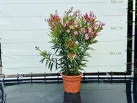 Roze Oleander - hoogte 80-100 cm - thumbnail