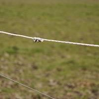 Gallagher TurboLine cord wit 200m - 057856 057856 - thumbnail