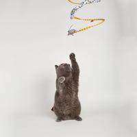 Fofos safari spiral cat tunnel - thumbnail