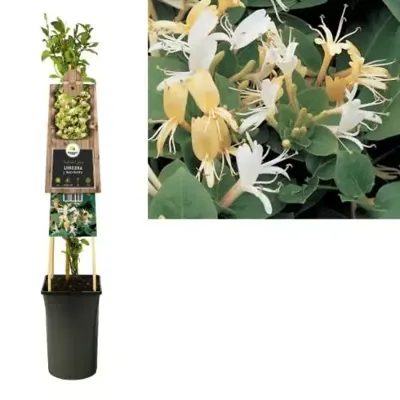 Japanse kamperfoelie (Lonicera Japonica "Hall's Prolific") klimplant