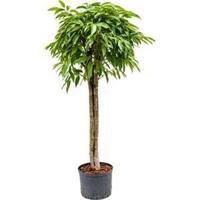 Ficus amstel king stam 3 hydrocultuur plant - thumbnail