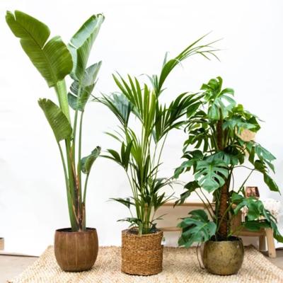 Combideal - Monstera Deliciosa P24 + Strelitzia Augusta P30 + Howea Forsteriana P21 Combideal - Monstera Deliciosa P24 + Strelitzia Augusta P30 + Howea Forsteriana P21