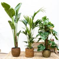 Combideal - Monstera Deliciosa P24 + Strelitzia Augusta P30 + Howea Forsteriana P21 - thumbnail