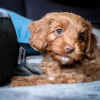 Madison hondenmand velvet 80x67x22 cm grijs - thumbnail