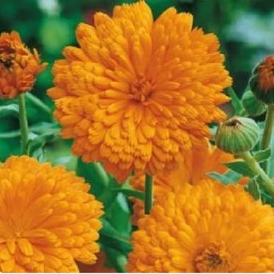 Calendula Officinalis zaden Orange Gitana goudsbloem