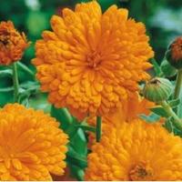 Calendula Officinalis zaden Orange Gitana goudsbloem - thumbnail